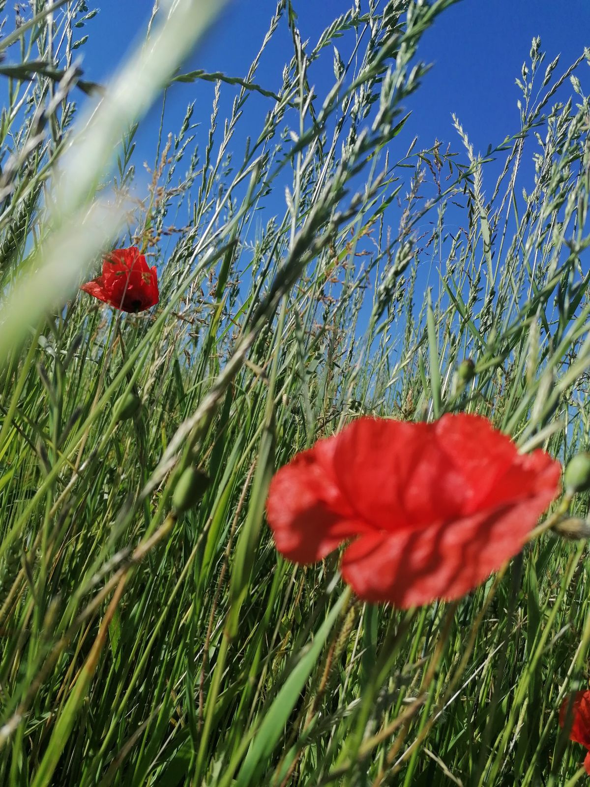 Photo de Lanine
