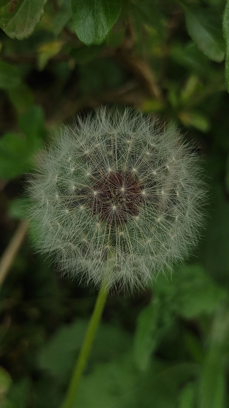 Photo de Cocobad