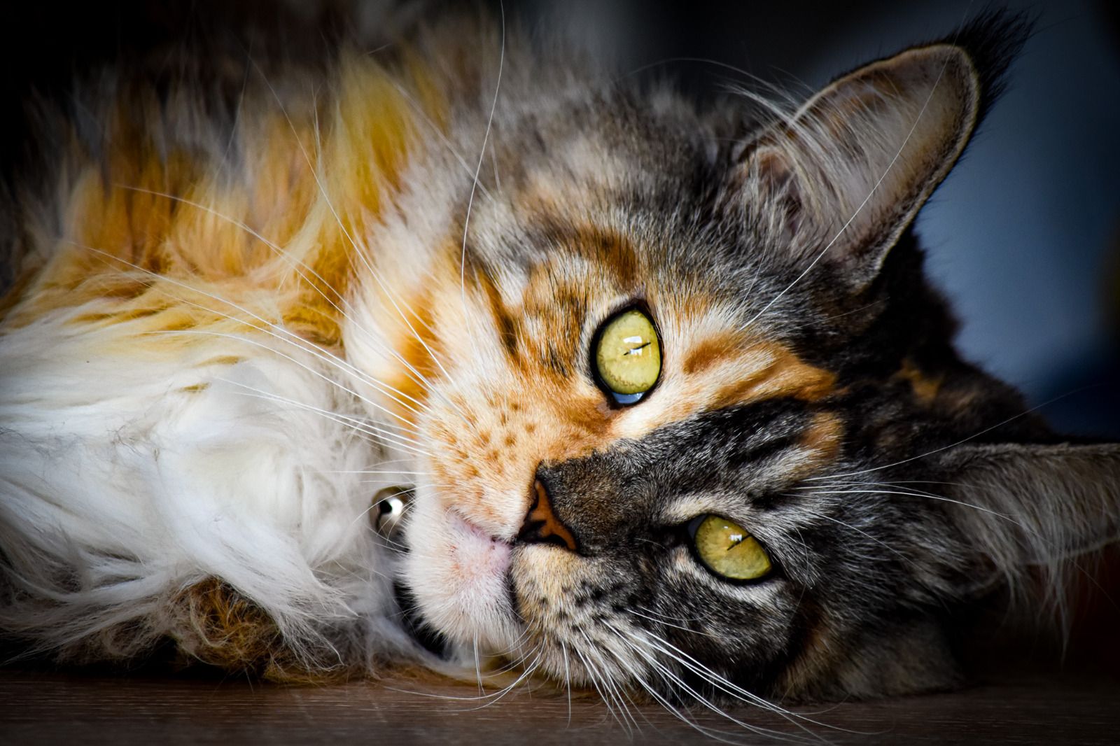 Photo de Mama64