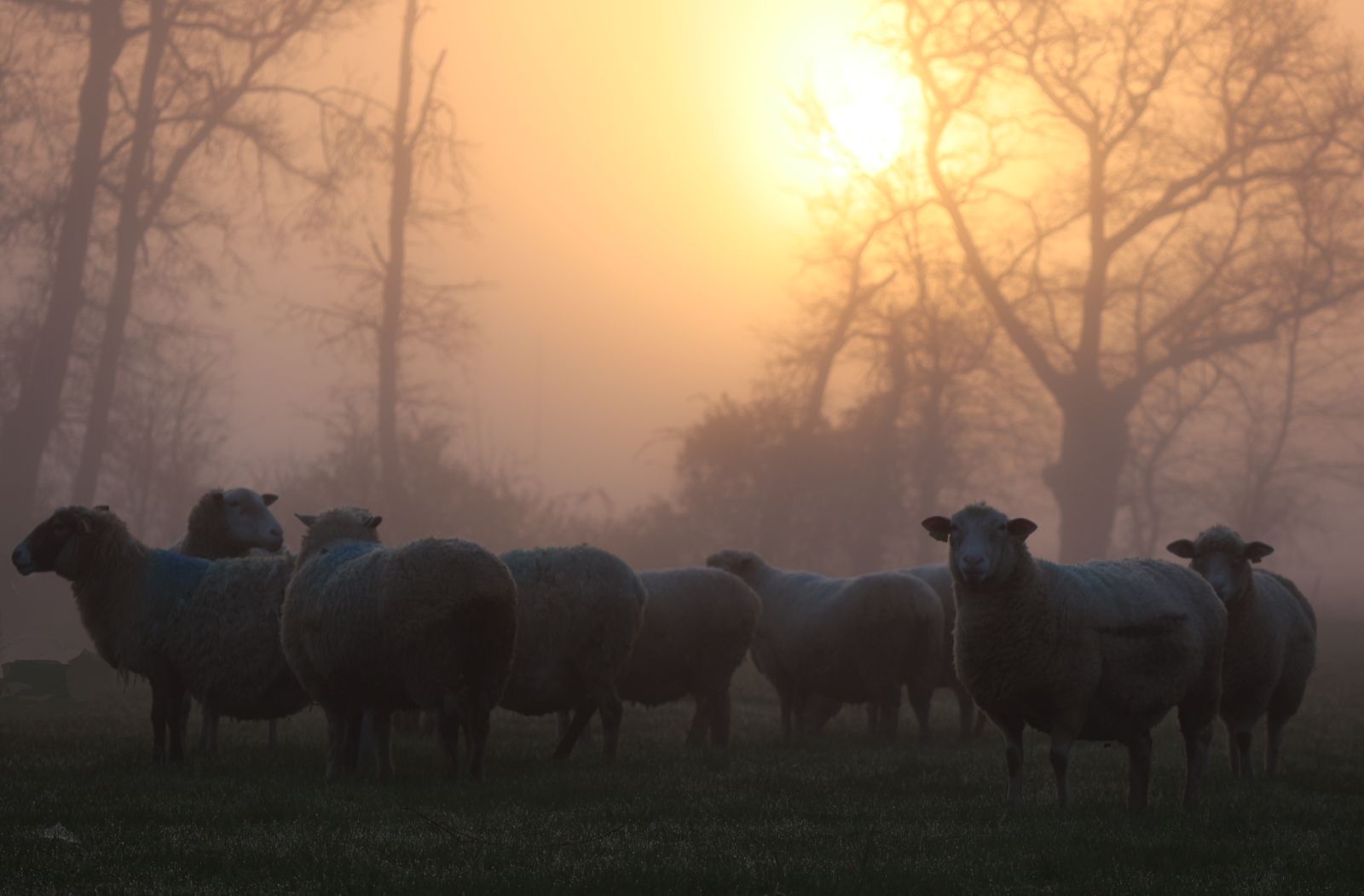 Lumière du matin